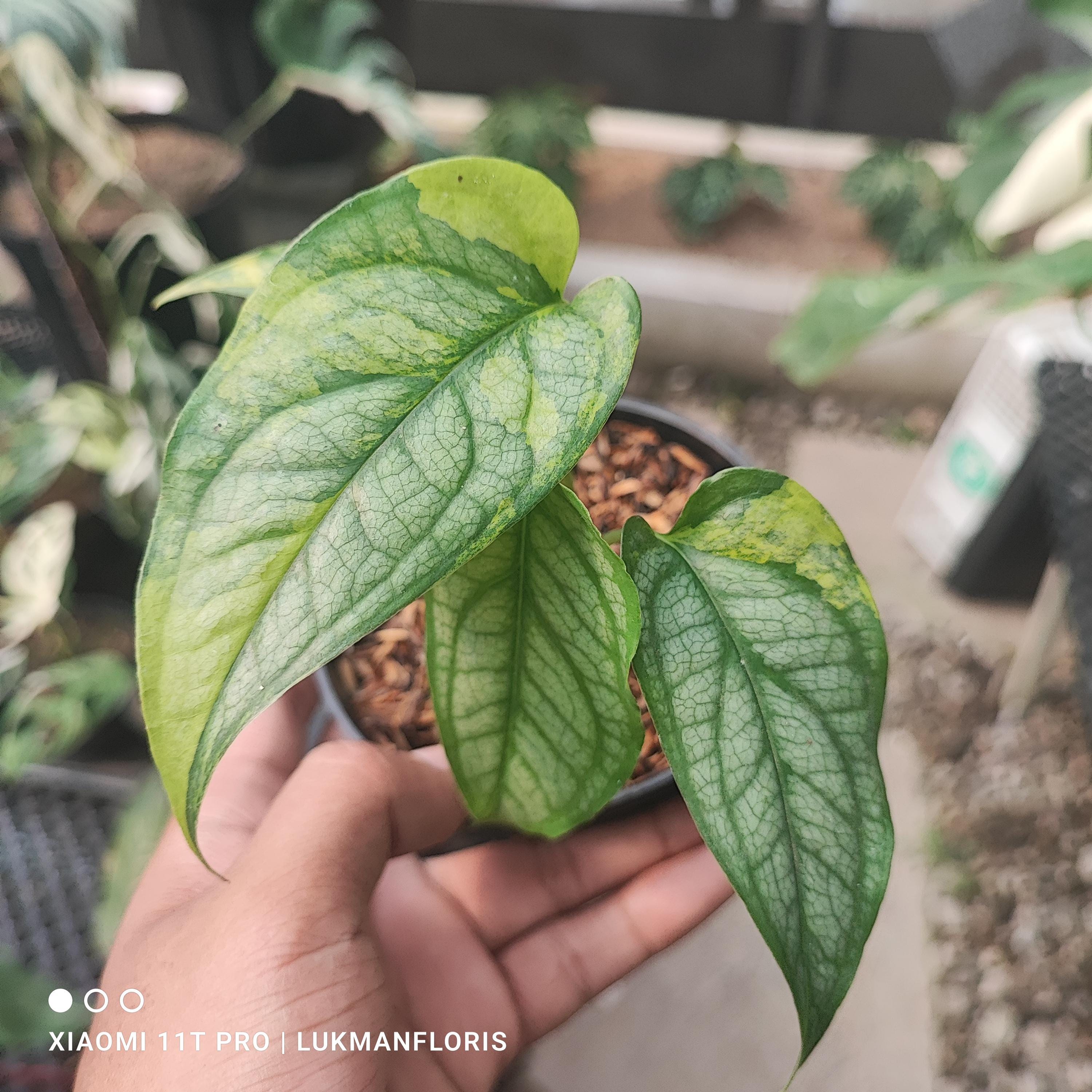 philodendron hybrida white measure Philodendron Birkin