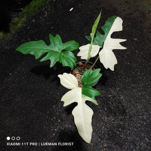 Real Pict Philodendron Golden Dragon Variegated Large Size Free Pithosanitary