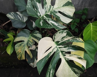 Werkelijke foto Monstera Jungle Mint Bont Bont Luxe Maat Medium Gratis Pithosanitair