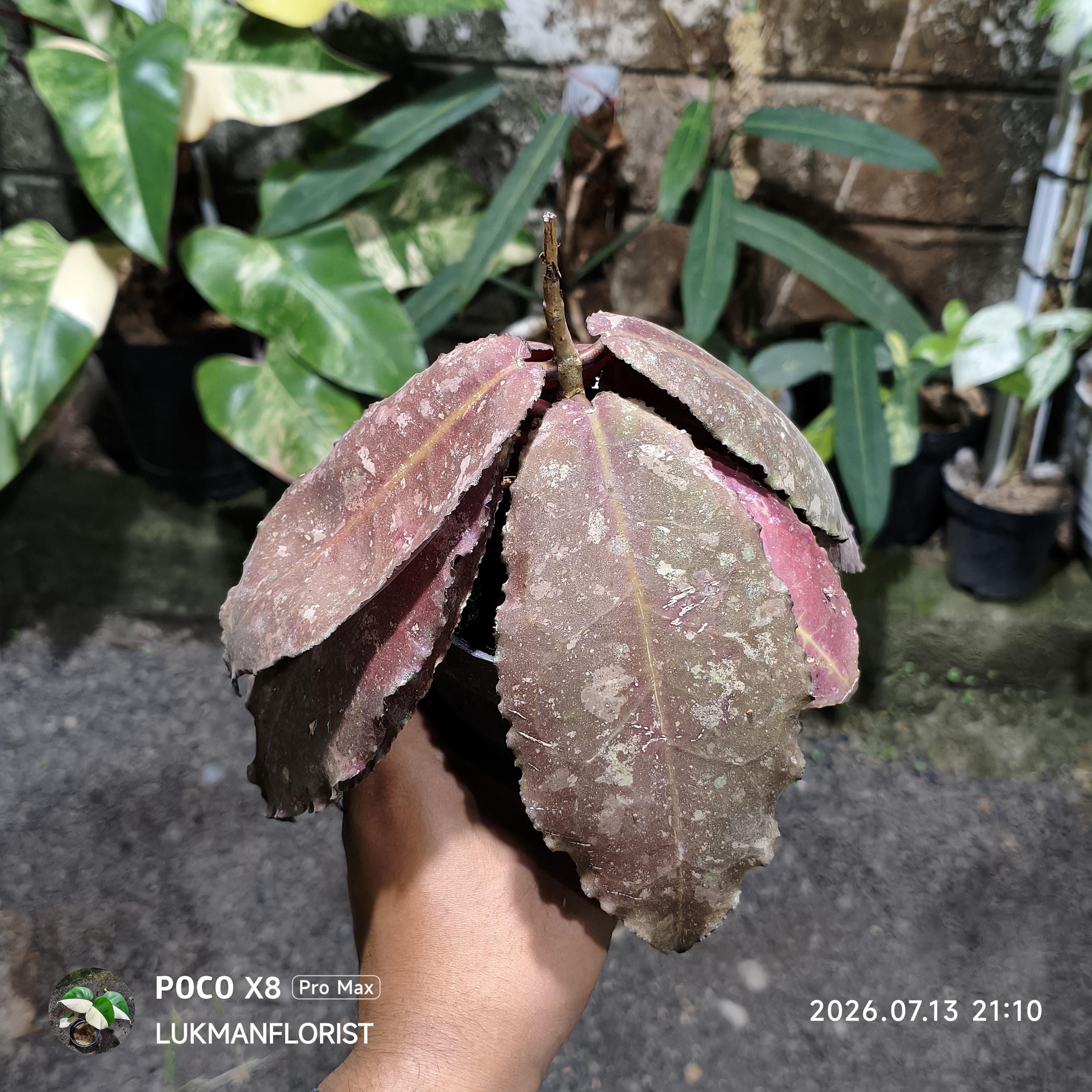 Hoya undulata - Etsy 日本