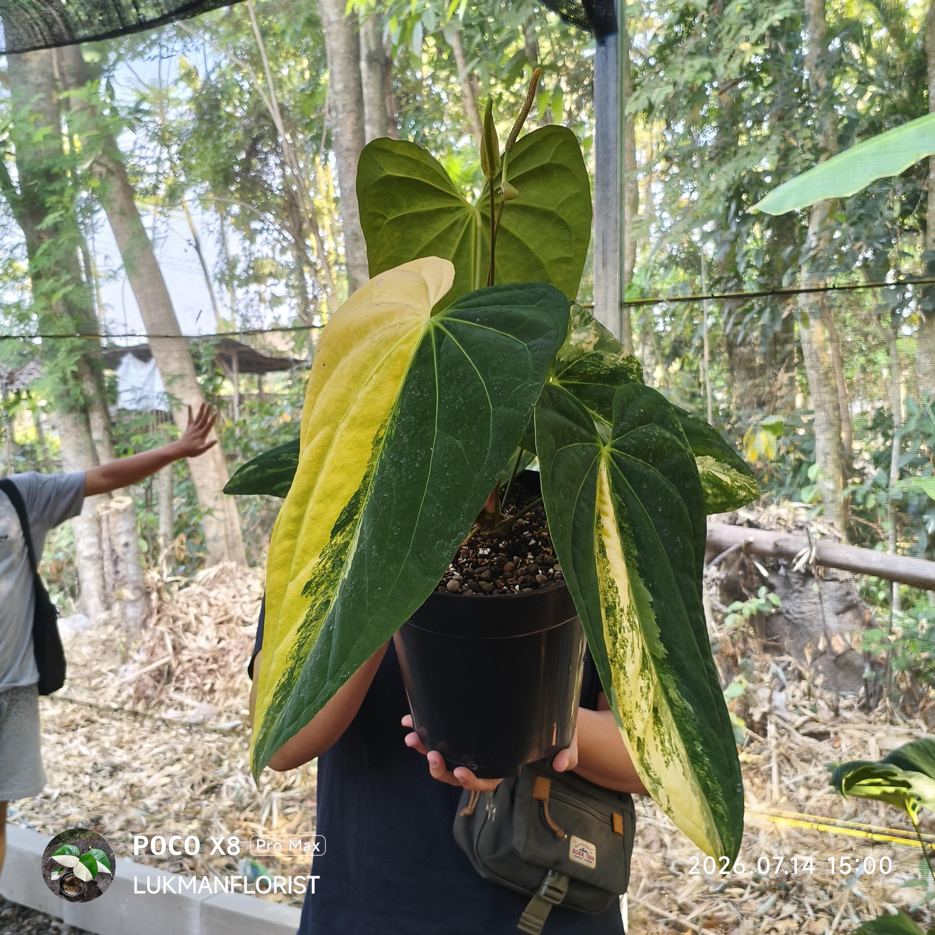 Anthurium Portillae X - Etsy