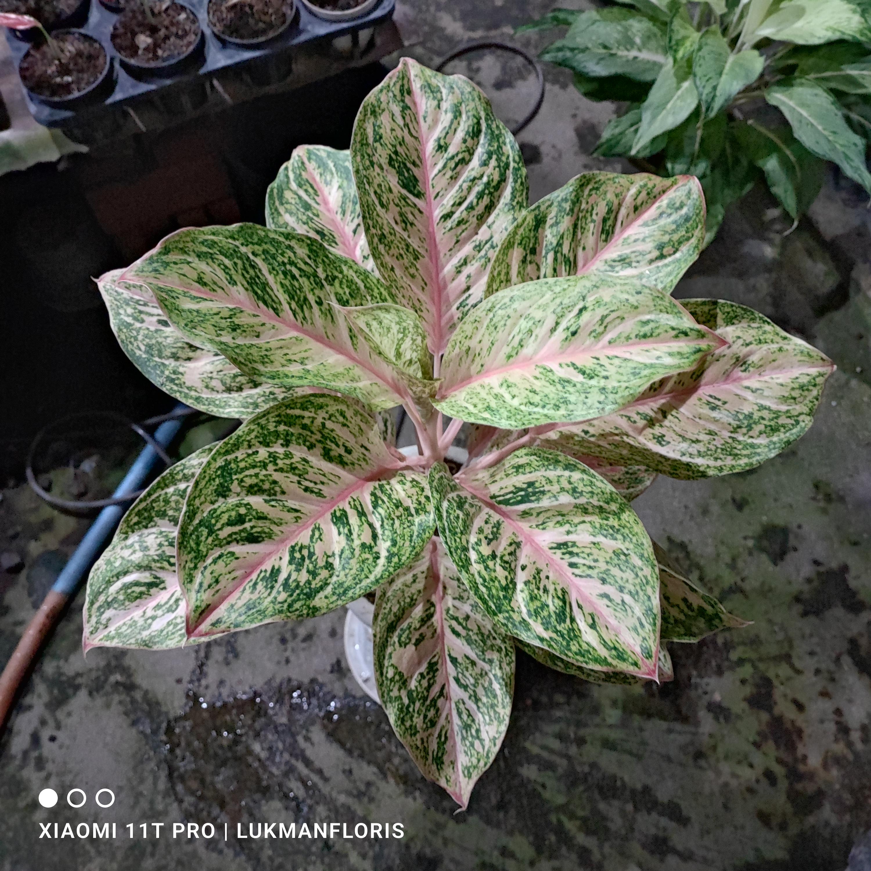 asiatic lily Netty's Pride' Lily Bulbs For Sale  Great Garden Plants