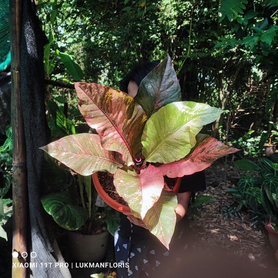 Anthurium Hookeri Sweeta Pink Polkadot ④ Anthurium Hookeri Sweeta Variegated Pink Diamond Beauty Big Size
