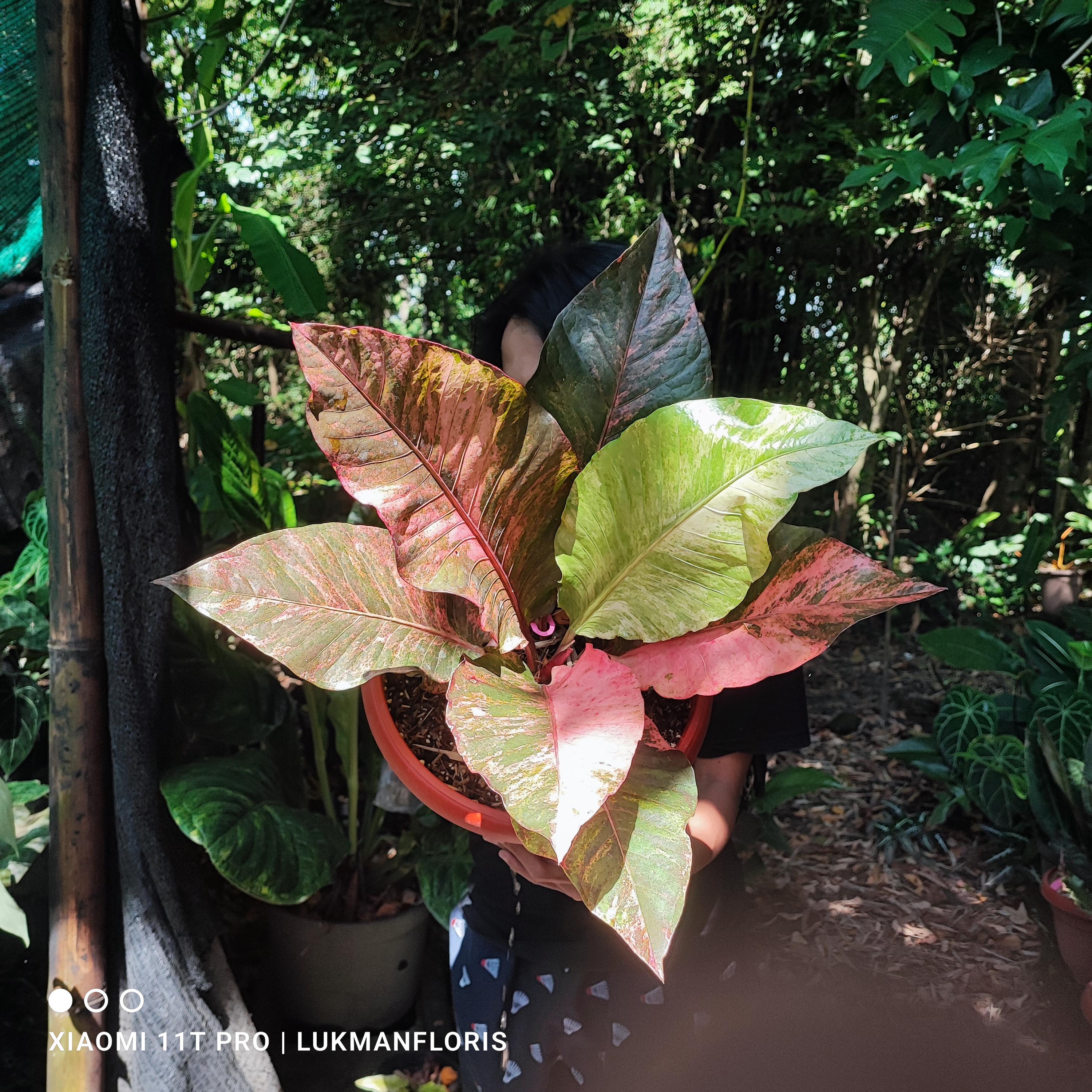 Anthurium Hookeri Sweeta Pink Polkadot ⑤ Anthurium Hookeri Sweeta Variegated Pink Diamond Beauty Big Size