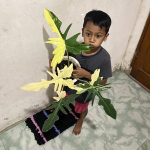 Imagen real de Philodendron Golden Dragon Variegado de gran tamaño, gratis. Pithosanitary