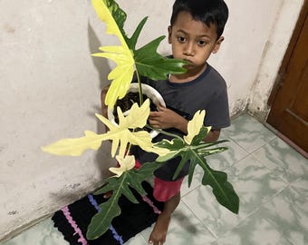 Real Picture Philodendron Golden Dragon Variegated Large Size Free Pithosanitary