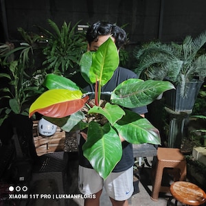 zz plant price Dwarf ZZ Plant  Ugaoo
