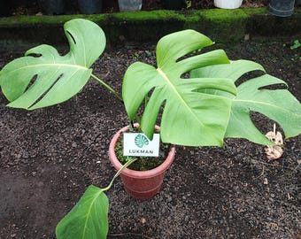 monstera adansonii leaf size Monstera Adansonii Giant Albo Variegated – Tropical Houseplant main image 0
