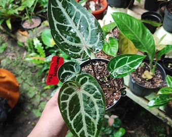 US Seller Anthurium Red Crystal X (black Widow X Michelle) - Etsy