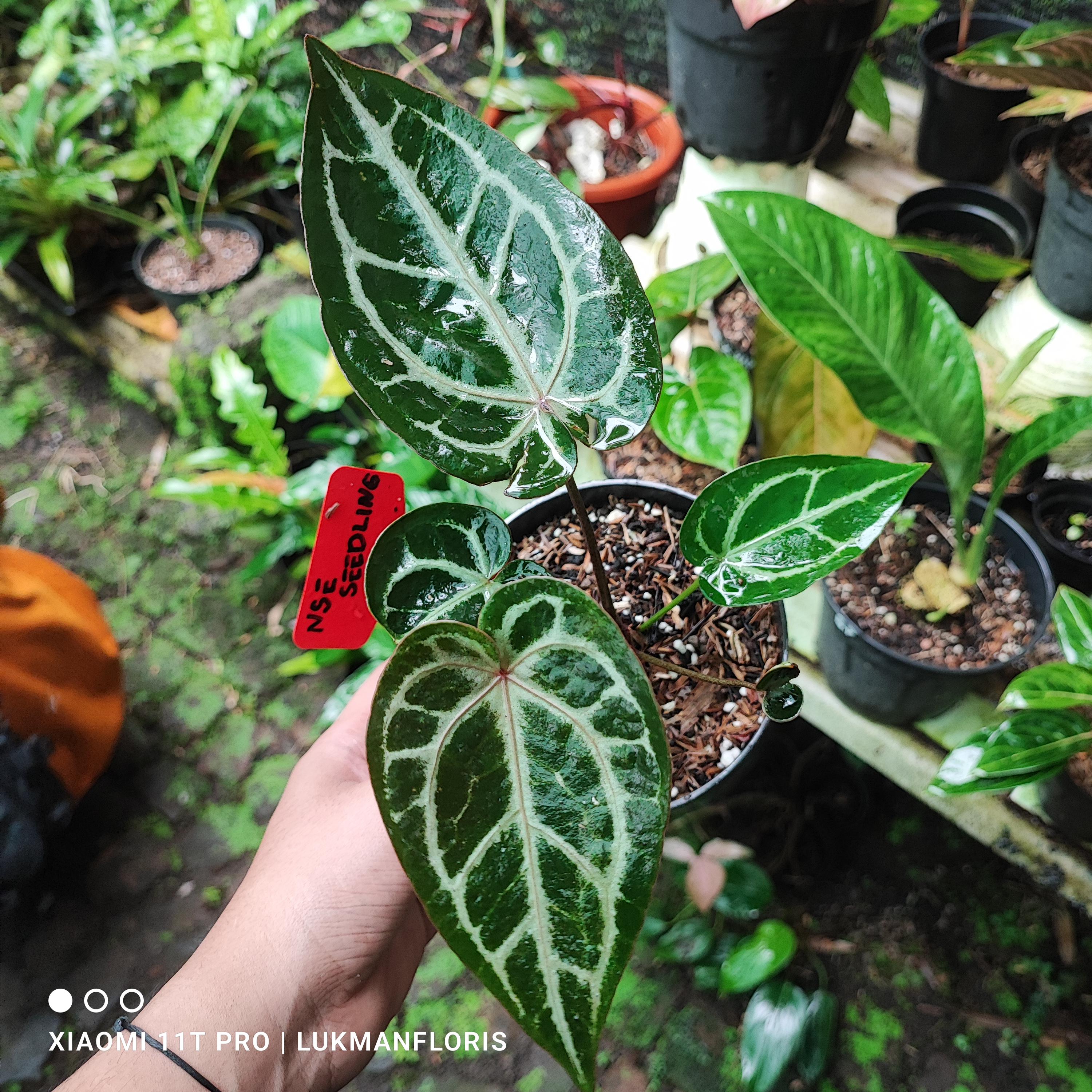Anthurium Zara X Anthurium Michelle - Etsy