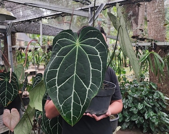 Anthurium Blue Velvet X (AOS DF X BVEP) Select Holdback Seedling - Etsy