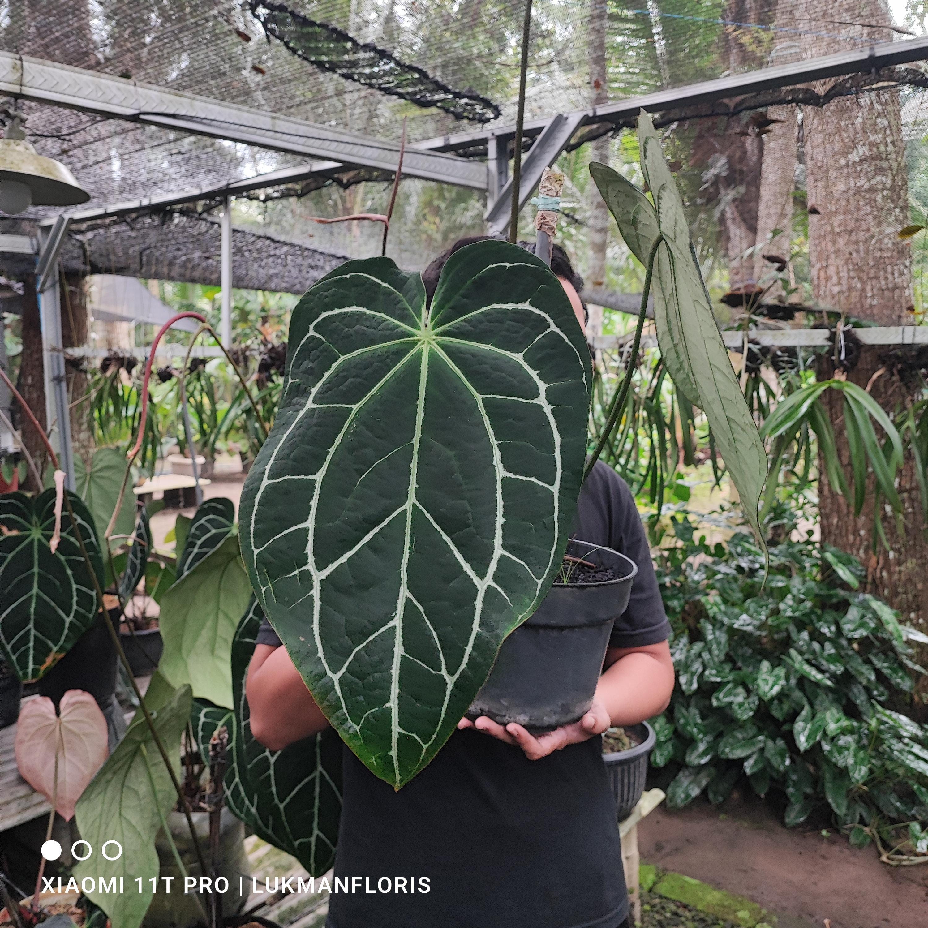 Anthurium crystallinum dark - Etsy 日本