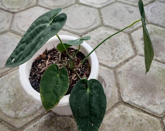 Äkta Pict Anthurium Röd Spindel Hybrid Fri Pitosanitär