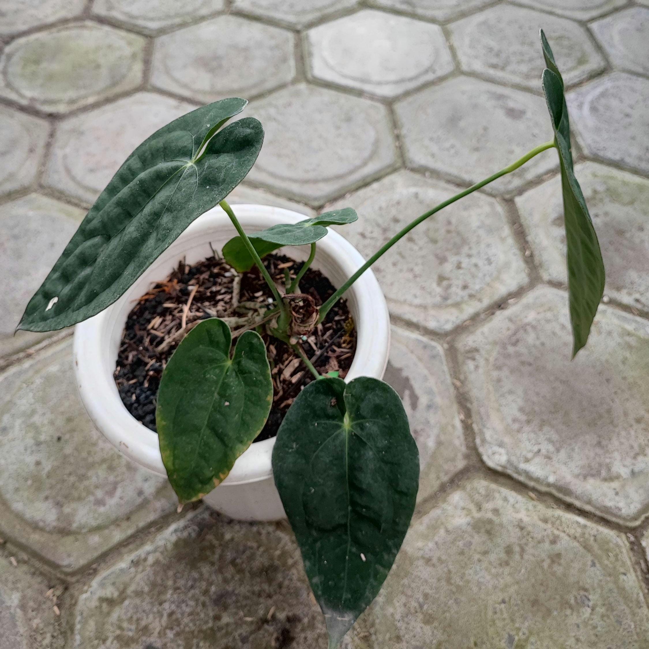 Anthurium red spider - Etsy 日本