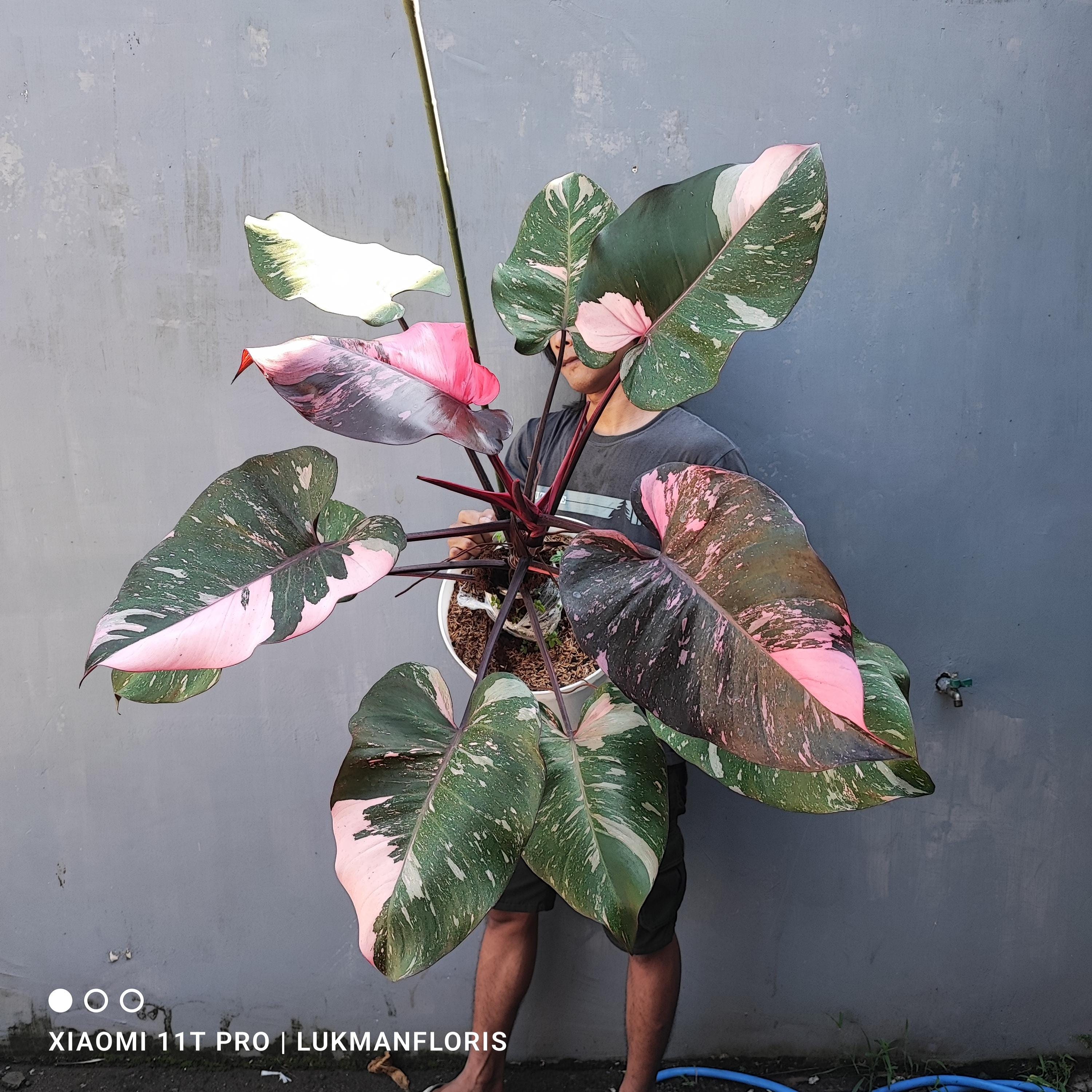 Real Plant Philodendron Pink Princes Galaxy F1 Size Jumbo Free