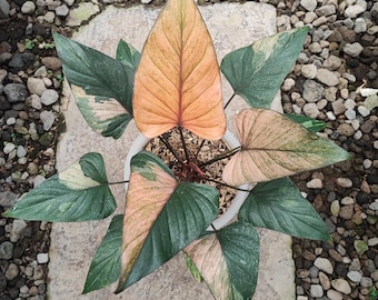 ホマロメナ ピンクダイヤモンド 斑入り (M) - Etsy 日本