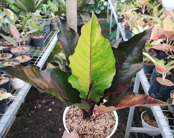 dracaena ikea Havana Tropical pot