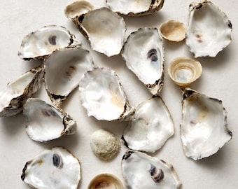 Conchas de ostra naturales para manualidades | Conchas marinas auténticas | Artículos de decoración costera | Joyería y creación artística | Colección de conchas de playa