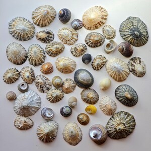 Natural Irish Sea Shells Mix – North Atlantic Ocean, County Donegal | Beach Found Shell Collection for Crafts & Decor