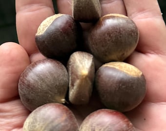 May include: A collection of seven raw chestnuts with smooth, dark brown shells and lighter, tan-colored pointed tips. The nuts are rounded and vary slightly in size, displaying a natural, matte texture across their surfaces.
