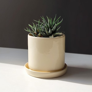 Könnte beinhalten: Ein kleiner, cremefarbener Keramik-Blumentopf mit passender Untertasse enthält eine grüne Sukkulentenpflanze. Der zylindrische Topf hat eine glänzende Oberfläche, und die Pflanze hat stachelige, dunkelgrüne Blätter. Das Setup befindet sich auf einer weißen Oberfläche mit einem dunkelgrauen Hintergrund.