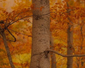 Autumn Glow Photography Print – Fine Art Fall Forest Wall Art by Zoe Jean