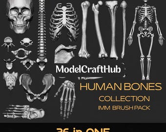 Mänskligt skelett 3D-modell: Pedagogisk anatomi ben (OBJ-fil)