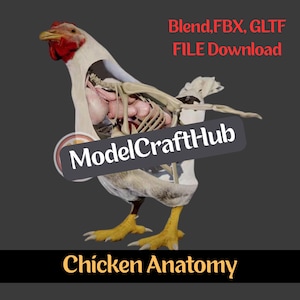 May include: A 3D rendering of a chicken with its internal anatomy exposed. The chicken is white with red comb and wattle, and yellow feet. The image includes the text "Blend, FBX, GLTF FILE Download" and "ModelCraftHub" and "Chicken Anatomy".