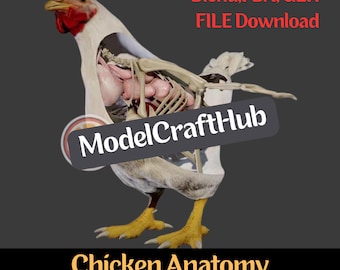 3D-kycklinganatomimodell - Realistiskt och informativt hjälpmedel för vetenskapligt lärande