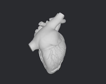 3D-modell av mänskligt hjärta - OBJ- och STL-filer för 3D-utskrift
