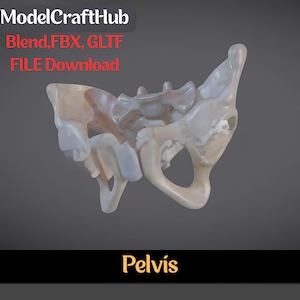 May include: A 3D rendering of a human pelvis bone, with a light beige and white color scheme. The image includes text that reads "ModelCraftHub" and "Pelvis". The file download options are Blend, FBX, and GLTF.