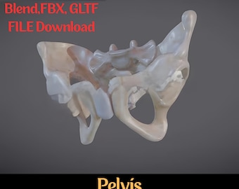 Detaljerad 3D-modell av bäckenskelett - OBJ/FBX-filer för medicinskt och konstnärligt bruk