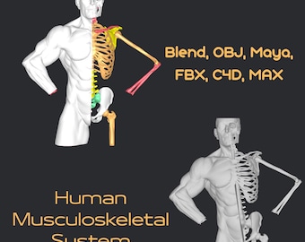 3D-modell av mänskligt muskuloskeletalt system | Utskrivbar anatomi (digitala filer)