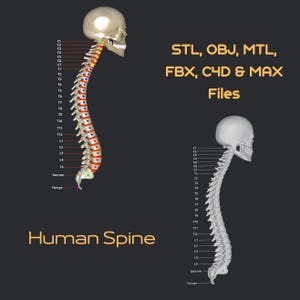 May include: Anatomical illustration of a human spine, featuring a detailed 3D model with labeled vertebrae and a skull. The image includes text indicating file formats: STL, OBJ, MTL, FBX, C4D & MAX Files. The words "Human Spine" are also present.