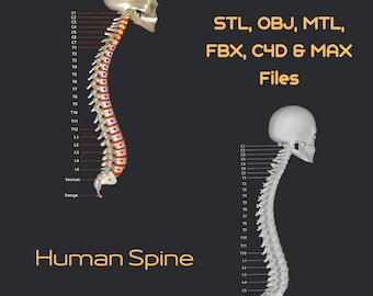 3D-modell av mänsklig ryggrad - 6 olika filer för nedladdning