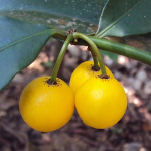 Lemon Drop Mangosteen Plant (Garcinia intermedia) | 4–5 Inch Seedling | Rare Tropical Fruit Tree