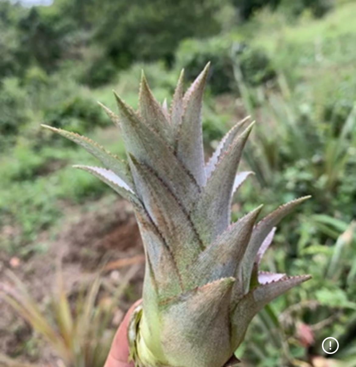 Puerto Rico Pineapple Slips | 3 Vine of Espina Suckers | Ananas Comosus  Tropical Plant - Etsy