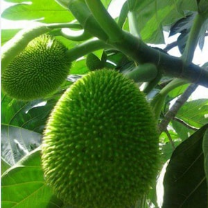 May include: Close-up of a breadfruit on a tree. The fruit is a vibrant green color and covered in small, spiky protrusions. Large green leaves and branches surround the fruit, creating a natural, tropical scene.