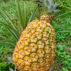 May include: A ripe pineapple, with a textured, segmented exterior in shades of yellow and green, is shown growing in a field. The pineapple has a crown of spiky green leaves at the top and is surrounded by long, green leaves.