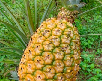 Victoria Pineapple Crown, Slip or Sucker - Etsy