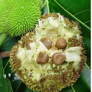 May include: A close-up of a breadfruit, partially cut open, revealing the creamy white flesh and large brown seeds. The outer skin is green and covered in small, spiky protrusions. The breadfruit sits on a bed of large, green leaves.