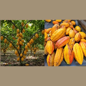 May include: A split image shows a cocoa farm and a pile of cocoa pods. The left side displays a cocoa farm with trees laden with yellow and orange pods. The right side shows a close-up of a pile of ripe cocoa pods.
