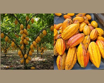 Pataxte Theobroma Bicolor White Cacao Macombo Balam-te Jaguar Tree