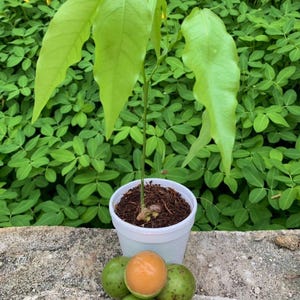 Guinep / Mamoncillo Seedling 6-8in Tropical Fruit Tree Melicoccus bijugatus Spanish Lime Genip