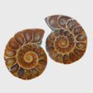 May include: Two polished ammonite fossils, displaying detailed spiral patterns and varying shades of brown. The fossils are set against a neutral backdrop, emphasizing their natural beauty and geological features.