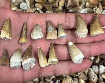 Mosasaur Tooth Fossil | 2–3cm | 3-4cm | Moroccan Marine Reptile | High Quality