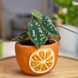 Peut inclure: Une petite plante en pot avec des feuilles en forme de cœur, vert foncé, présentant des panachures gris argenté. La plante est placée dans un pot en céramique orange vif, texturé comme une peau d'orange avec un motif de tranche d'orange en relief.