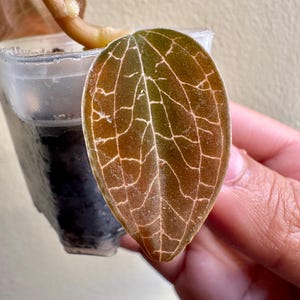 May include: A small plant in a clear plastic pot featuring a single, oval-shaped leaf with a velvety, dark brown and green surface. The leaf displays a prominent, intricate network of light-coloured, silvery-white veins across its entire face.