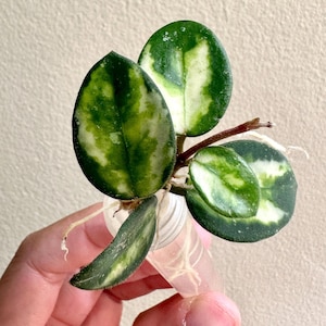 May include: A Hoya plant cutting with variegated leaves featuring dark green centres and creamy white margins. The plant has a brown stem and visible white roots extending from the base, which is submerged in a clear plastic propagation tube.