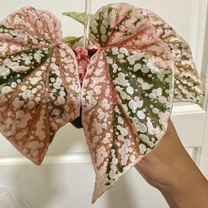 Peut inclure: Une plante bégonia en pot présentant des feuilles en forme de cœur avec un motif panaché de vert foncé, de rose tendre et de taches argentées scintillantes. Le feuillage a une surface texturée avec des nervures marquées et des bords ondulés.